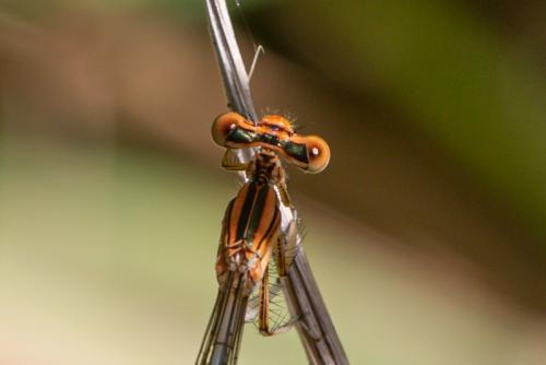 Platycnemis latipes